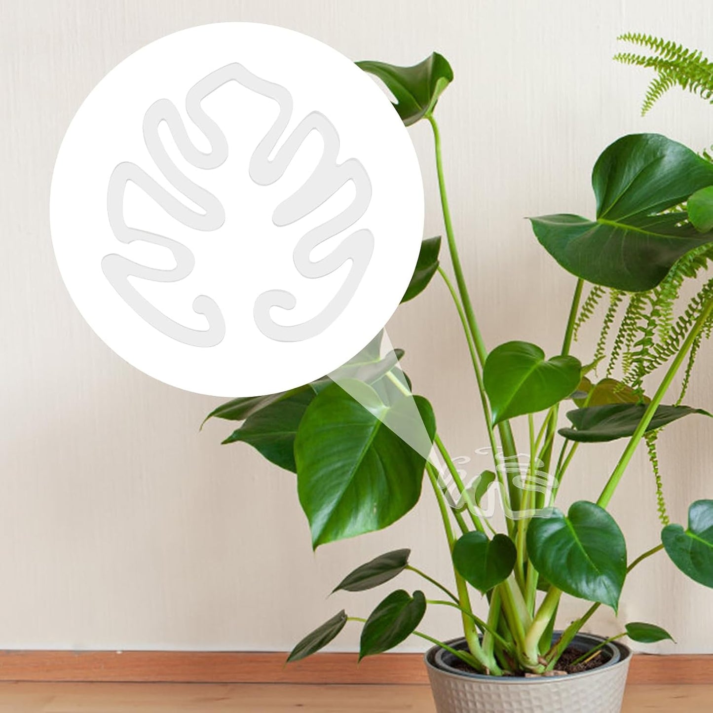 Transparent akrylväxtpåke i form av ett Monsterablad | Osynligt stjälkstöd för krukväxter inomhus 🌿